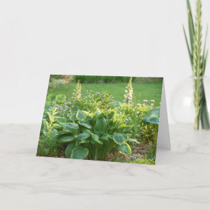Hosta Kort