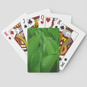 Hosta Löv med rabattkort Kortlek