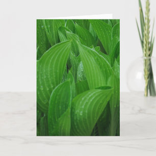 Hosta Löv med Raindrops Birthday Card Kort