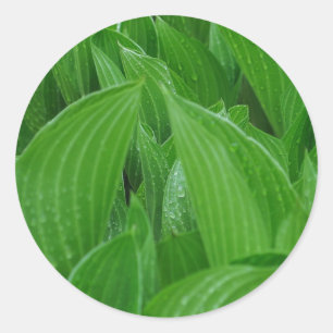 Hosta Löv med Raindrops Stickers Runt Klistermärke
