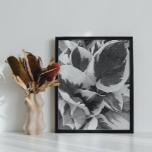 Hosta Lövs Black and White Photo Glossy