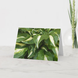 Hosta Lövs Kort