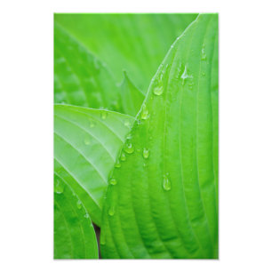 Hosta Lövs och Vatten Droplets Fototryck