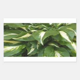 Hosta Lövs Rektangulärt Klistermärke