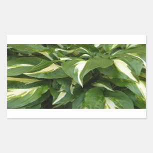 Hosta Lövs Rektangulärt Klistermärke
