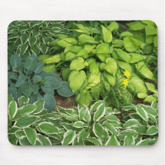 Hosta Musmatta