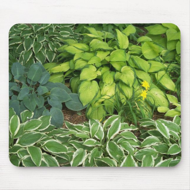 Hosta Musmatta (Framsidan)