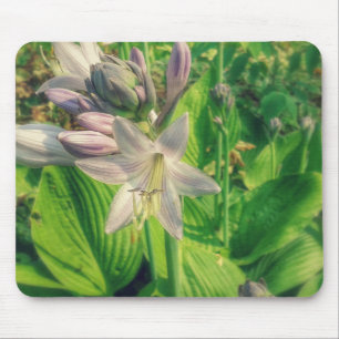 Hosta Musmatta