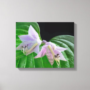 Hosta Plant Löv och Flowers Canvastryck