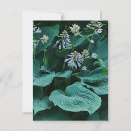 Hosta Postcard Vykort