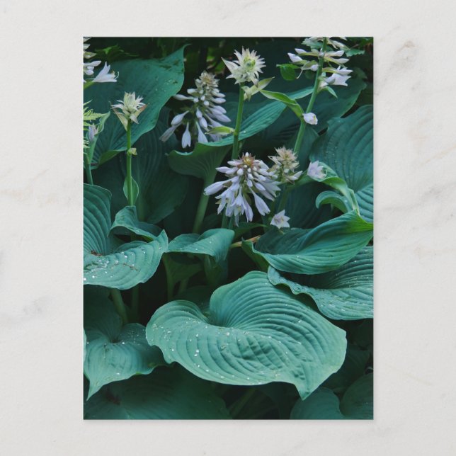 Hosta Postcard Vykort (Framsida)
