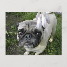 Hosta Pug Vykort