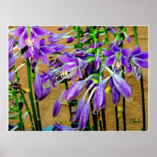 Hosta Purple Blomsterträdgård Affisch