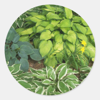 Hosta Runt Klistermärke