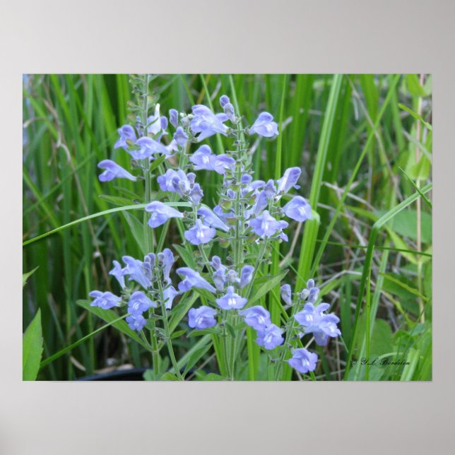 Hosta Skullcap, Scutellaria integrifolia Poster (Framsidan)