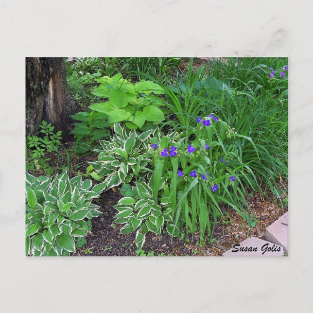 Hosta Trädgård med lila blommor vykort (Framsida)