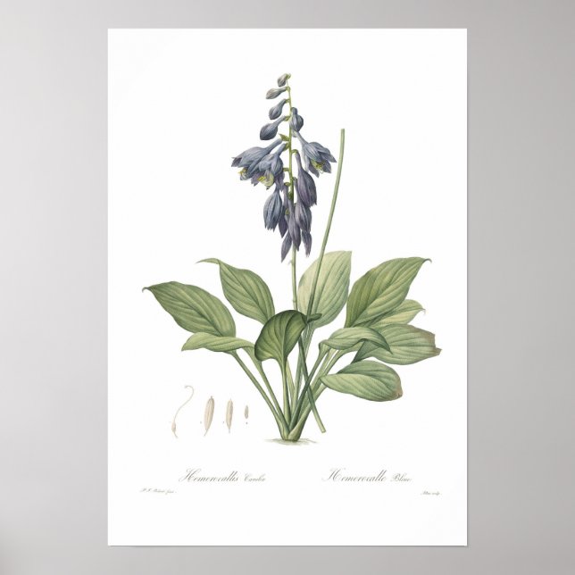 Hosta ventricosa poster (Framsidan)