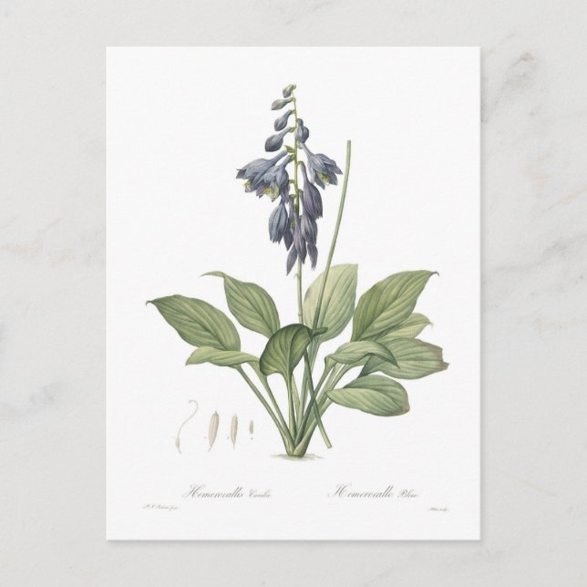 Hosta ventricosa vykort (Framsida)