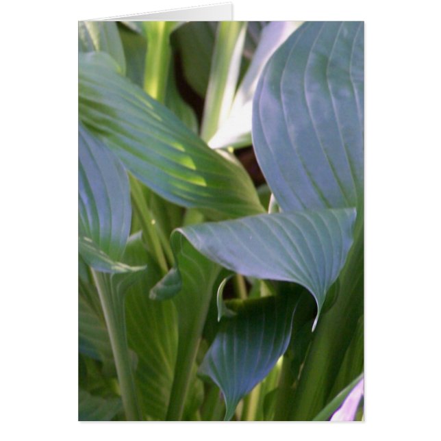 Hostas Hälsningskort (Framsidan)