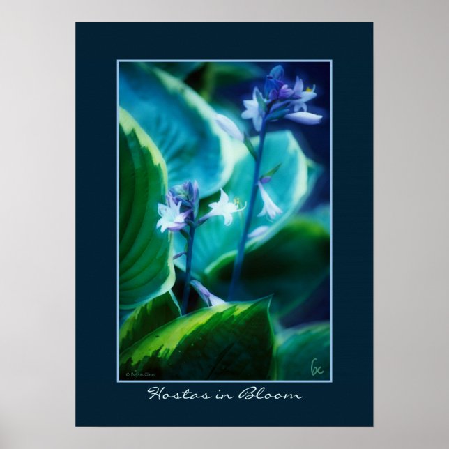 Hostas in Bloom Poster (Framsidan)