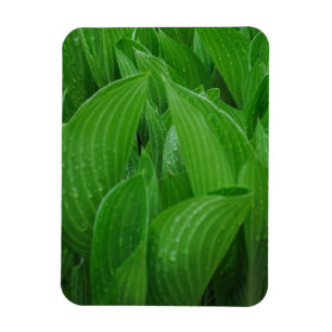 Hostas med den böjliga magneten för Raindrops Magnet