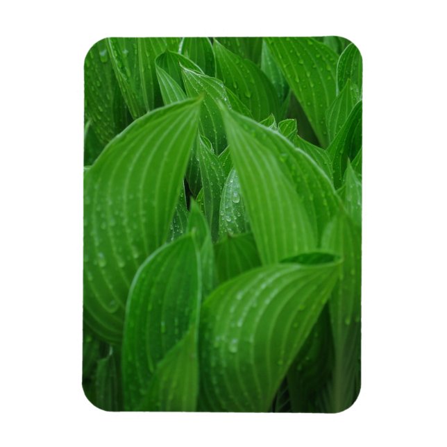 Hostas med regndroppar, flexibel magnet (Vertikal)
