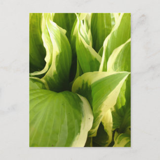 Hostas Vykort