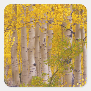 Höstasp i Kebler Pass i Colorado. Fyrkantigt Klistermärke