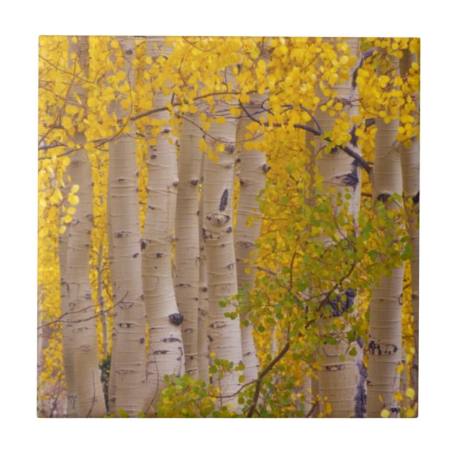 Höstasp i Kebler Pass i Colorado Kakelplatta (Framsidan)