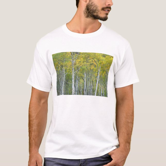 Höstasp i McClure pass i Colorado. T Shirt (Framsida)