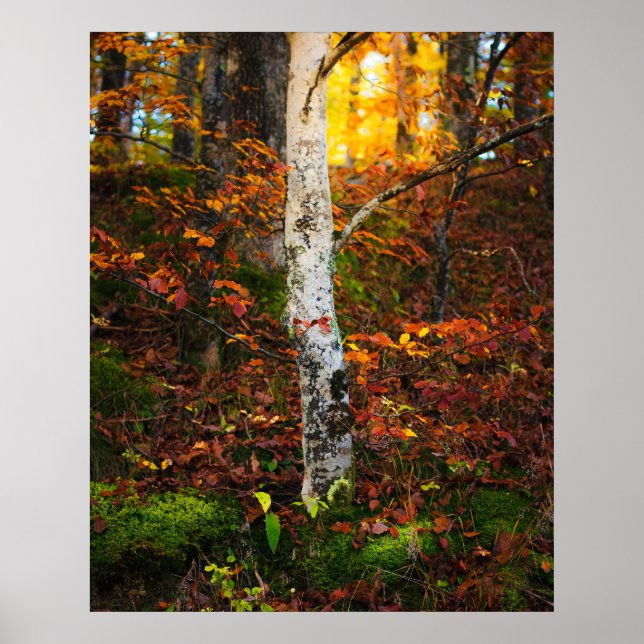 Höstbjörn i mossy-skog poster (Framsidan)