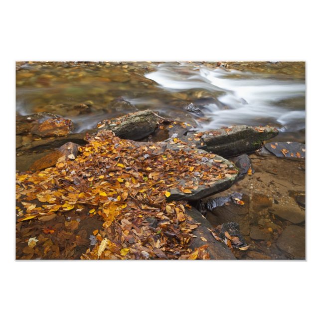 Höstblad längs Looking Glass Creek i Fototryck (Framsidan)