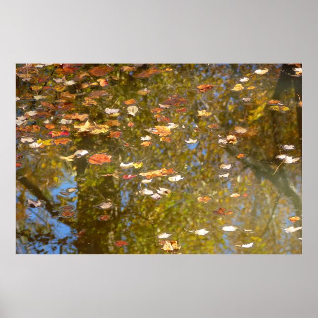 Höstblad och bäckreflektion vid Greenbelt Poster (Framsidan)