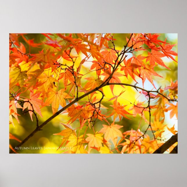 Höstblad [Value Poster Paper] (Framsidan)