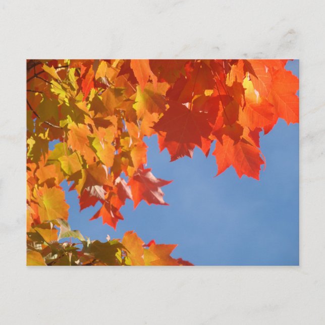 Höstblad vykort Blå Himmel Fall Träd (Framsida)