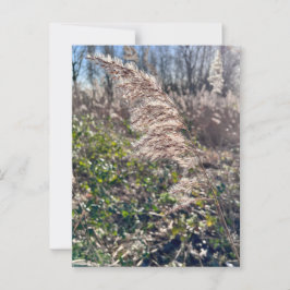 Höstblickar... Vykort