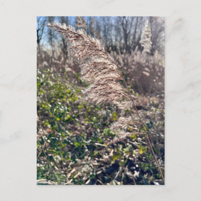 Höstblickar... Vykort (Framsida)