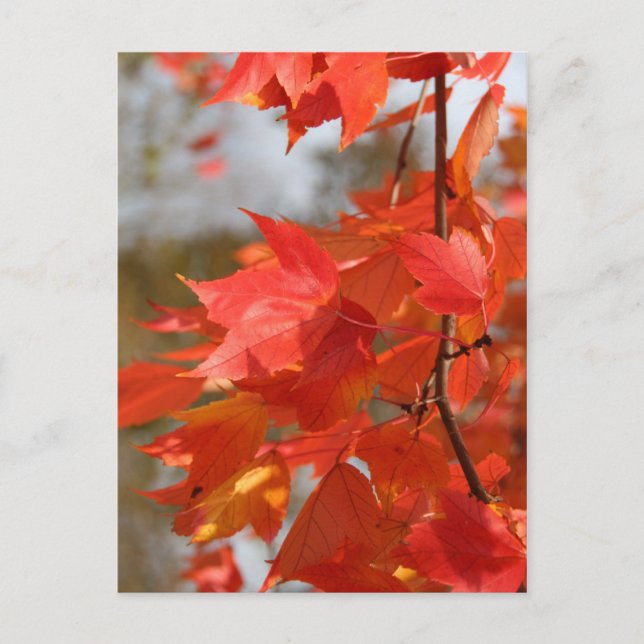 Höstbrand Vykort (Framsida)