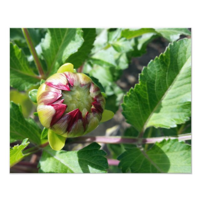 höstbud fototryck (Framsidan)