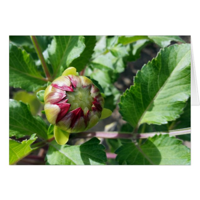 höstbud hälsningskort (Framsidan Horizontal)