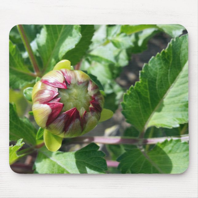 höstbud musmatta (Framsidan)