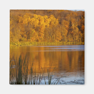 Höstdetaljer i Maplewood State Park nära Magnet