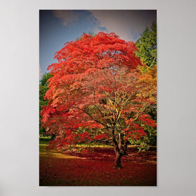 Hösten Acer Träd Westonbirt Arboretum Cotswments Poster (Framsidan)