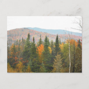 Hösten Adirondacks Träd Scene Ligcape Vykort