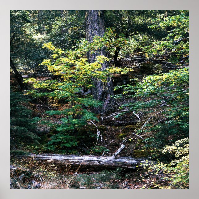 Hösten är här..... poster (Framsidan)