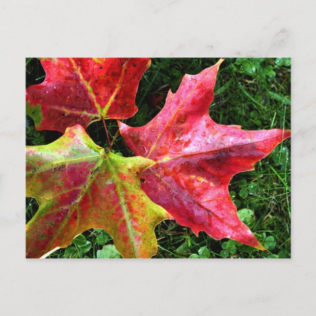 Hösten Arrives Vykort (Framsida)