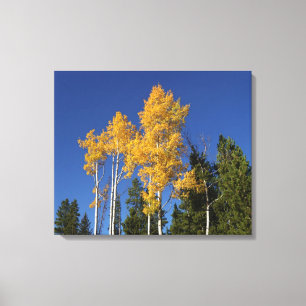 Hösten Aspen Brilliance och Colorado Blå himmel Canvastryck