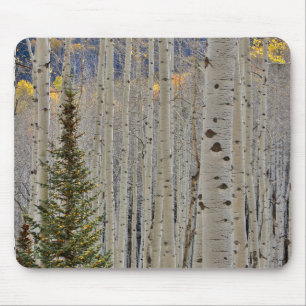 Hösten Aspen Groves Colorado Rocky mountains Musmatta