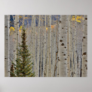 Hösten Aspen Groves Colorado Rocky mountains Poster