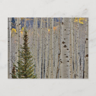 Hösten Aspen Groves Colorado Rocky mountains Vykort